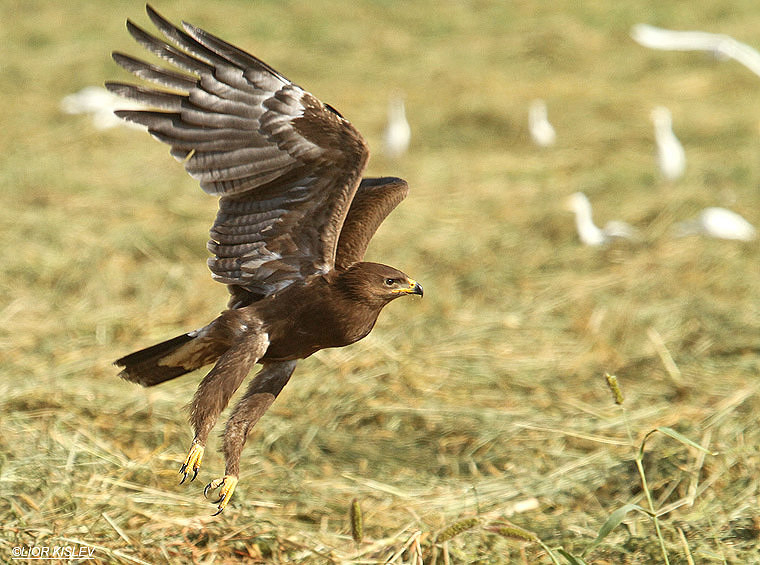    Lesser Spotted Eagle Aquila pomarina  ,Genigar,October 2011,Lior Kislev